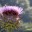 artichox: Das Impressum